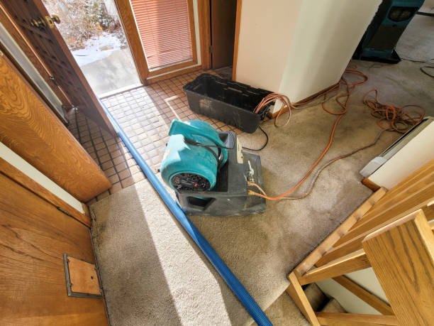Best Professional water damage repair  in Winnsboro, TX